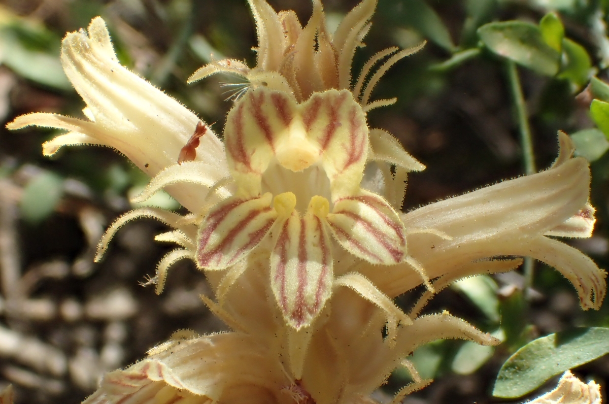 Orobanche parishii ssp. parishii