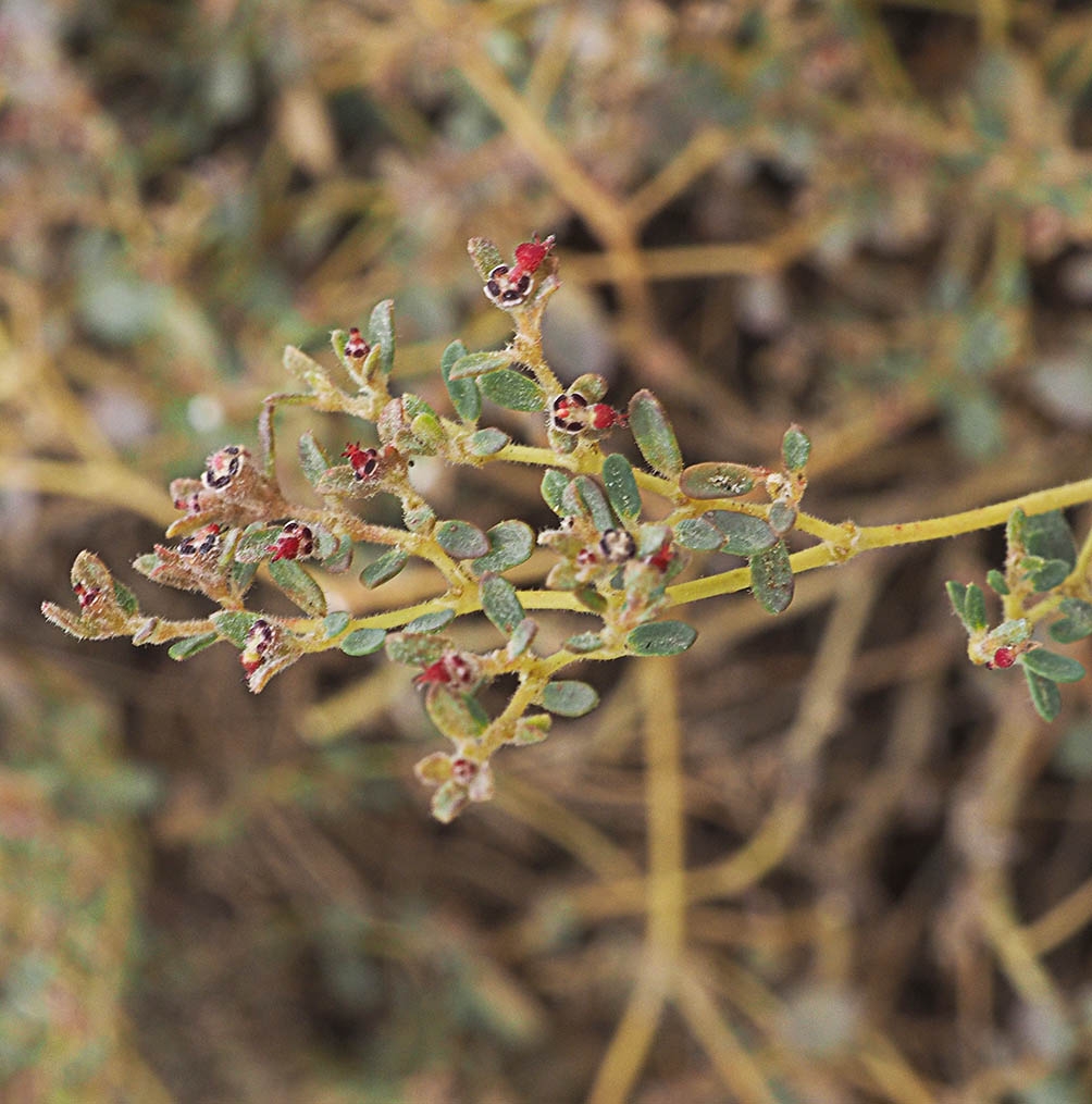 Euphorbia ocellata ssp. arenicola