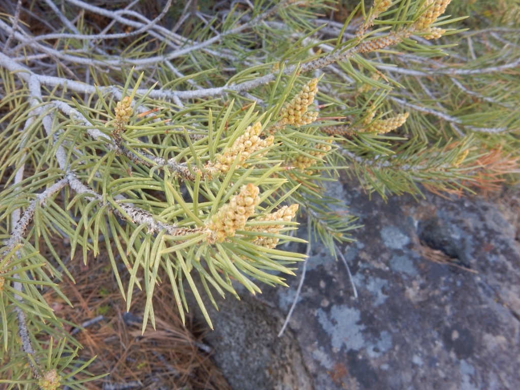 Pinus monophylla