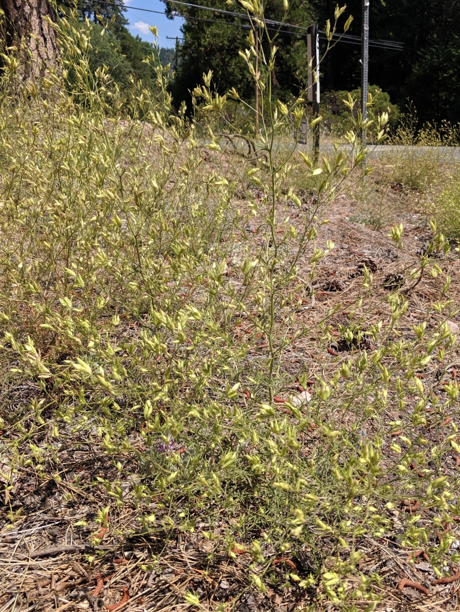 Cordylanthus tenuis ssp. pallescens