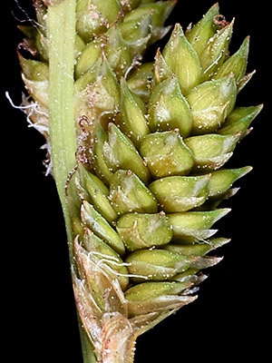 Carex canescens ssp. canescens