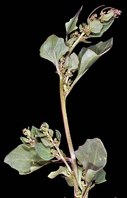 Chenopodium rubrum var. rubrum