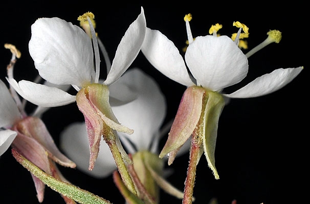 Eremothera boothii ssp. alyssoides