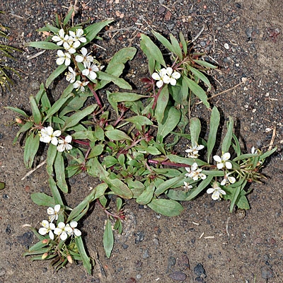 Eremothera boothii ssp. alyssoides