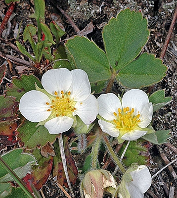 Fragaria Xananassa ssp. cuneifolia