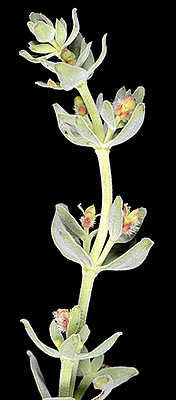 Galium grayanum var. nanum