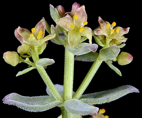 Galium grayanum var. nanum