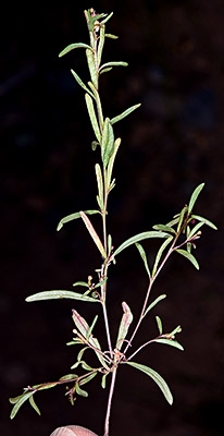 Gayophytum racemosum