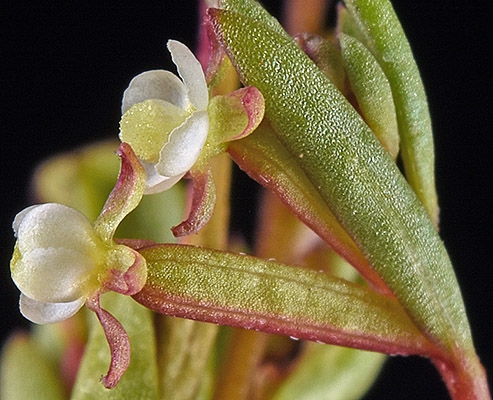 Gayophytum racemosum