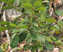 Notholithocarpus densiflorus var. echinoides