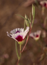 Clarkia speciosa ssp. speciosa