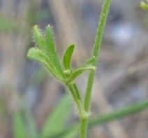 Ranunculus californicus var. ludovicianus