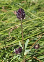 Trifolium longipes ssp. atrorubens