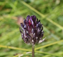 Trifolium longipes ssp. atrorubens