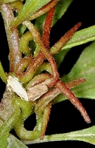 Camissonia boothii var. alyssoides