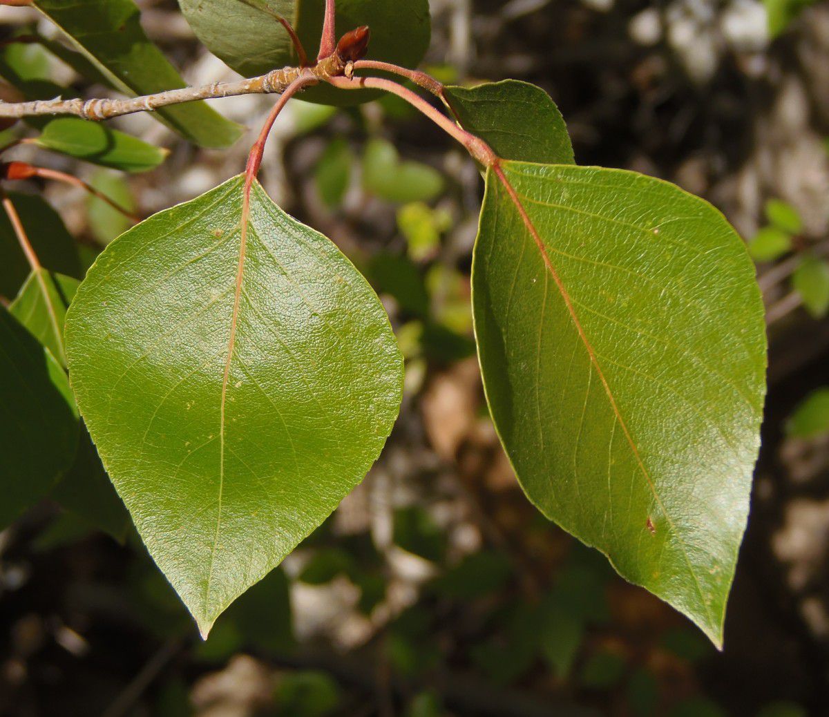 Populus trichocarpa