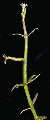 Howellia aquatilis