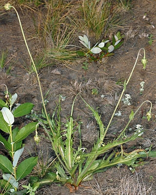 Microseris laciniata ssp. laciniata
