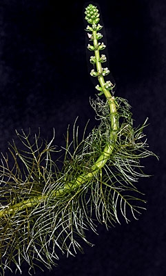 Myriophyllum verticillatum