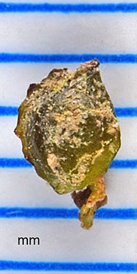 Potamogeton foliosus