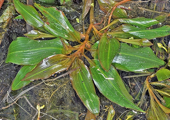 Potamogeton illinoensis