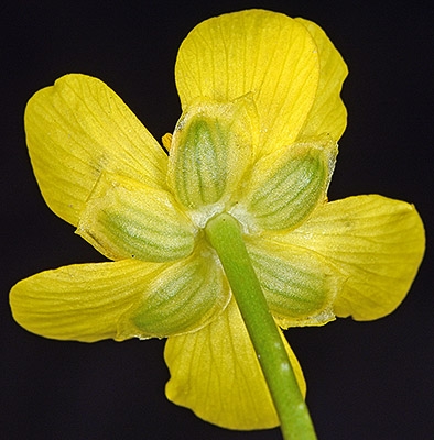Ranunculus alismifolius var. hartwegii
