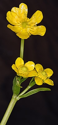 Ranunculus alismifolius var. hartwegii