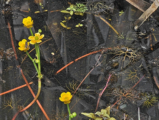 Ranunculus flabellaris