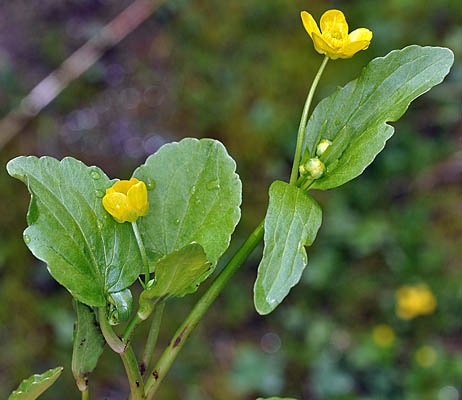 Ranunculus populago