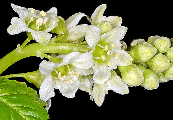 Ribes hudsonianum var. petiolare