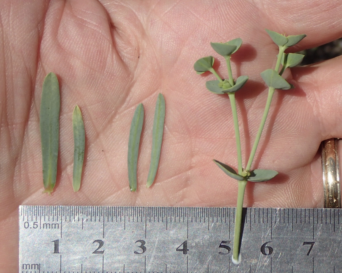 Euphorbia segetalis
