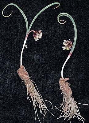 Allium punctum