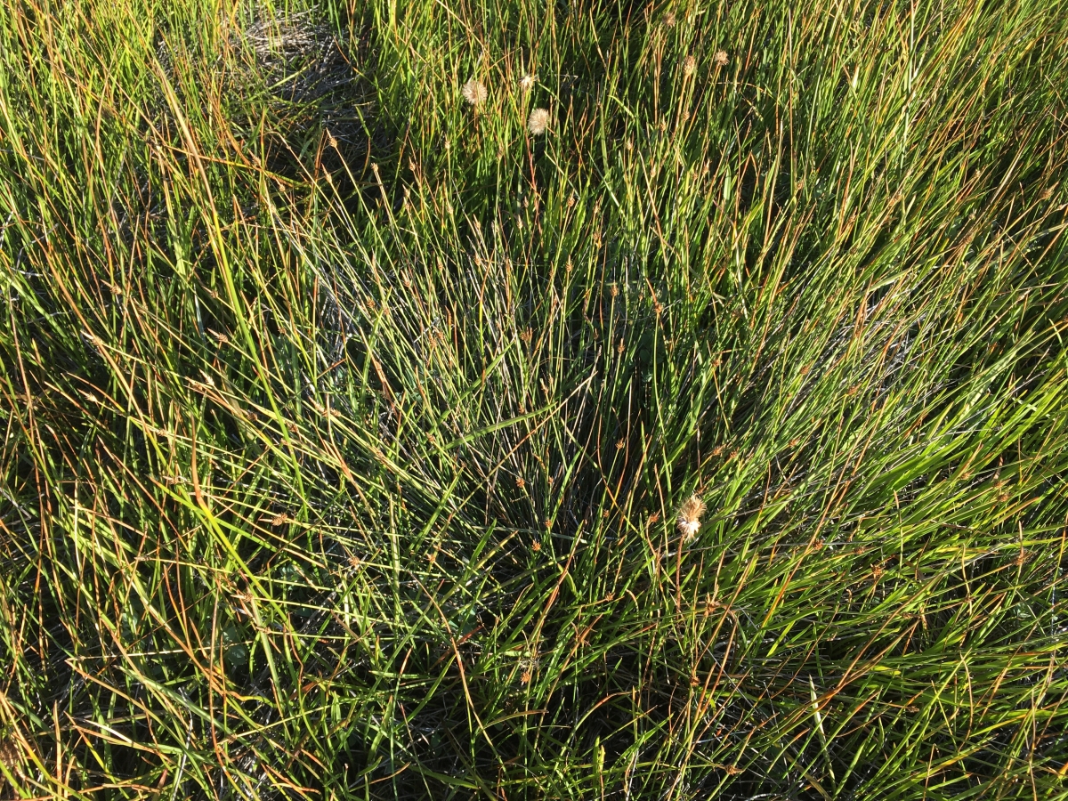 Carex capitata ssp. arctogena