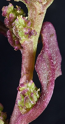Chenopodium rubrum var. humile