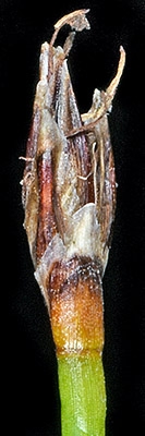 Eleocharis suksdorfiana