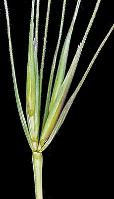 Elymus elymoides var. brevifolius