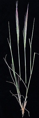 Elymus elymoides var. brevifolius