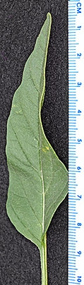 Physalis longifolia