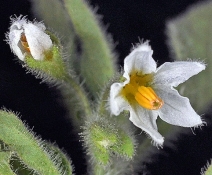 Solanum sarrachoides