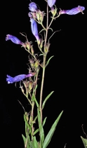Penstemon laetus ssp. sagittatus