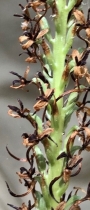 Piperia elegans