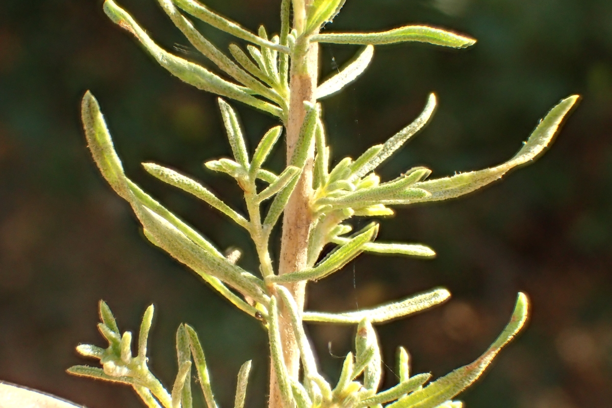 Ericameria pinifolia