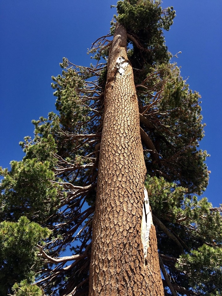 Pinus monticola