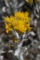 Ericameria nauseosa ssp. speciosa