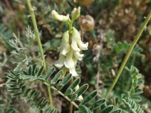 Astragalus nuttallii