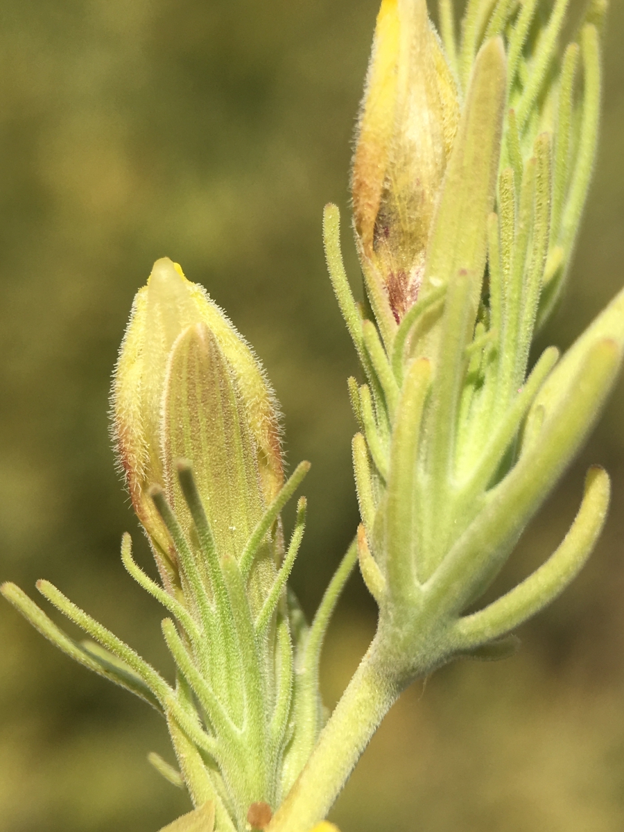 Cordylanthus ramosus