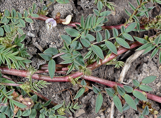 Astragalus lemmonii