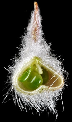 Astragalus purshii var. lagopinus