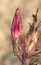 Cordylanthus kingii ssp. kingii
