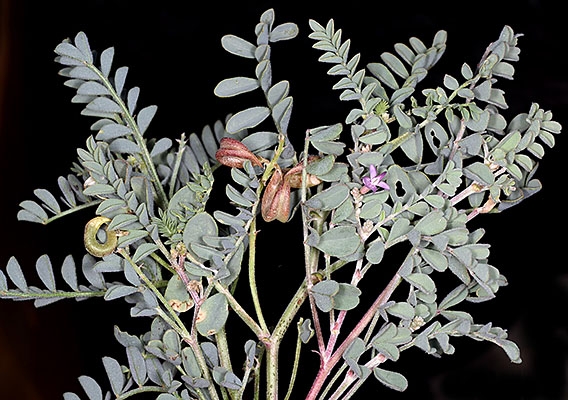 Astragalus iodanthus var. diaphanoides
